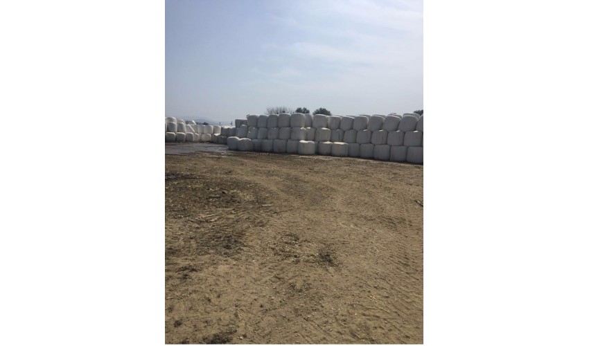 3-Mısır Silajı aylık 10.000 ton tedarik etme yeteneği 1. sınıf - 2. sınıf